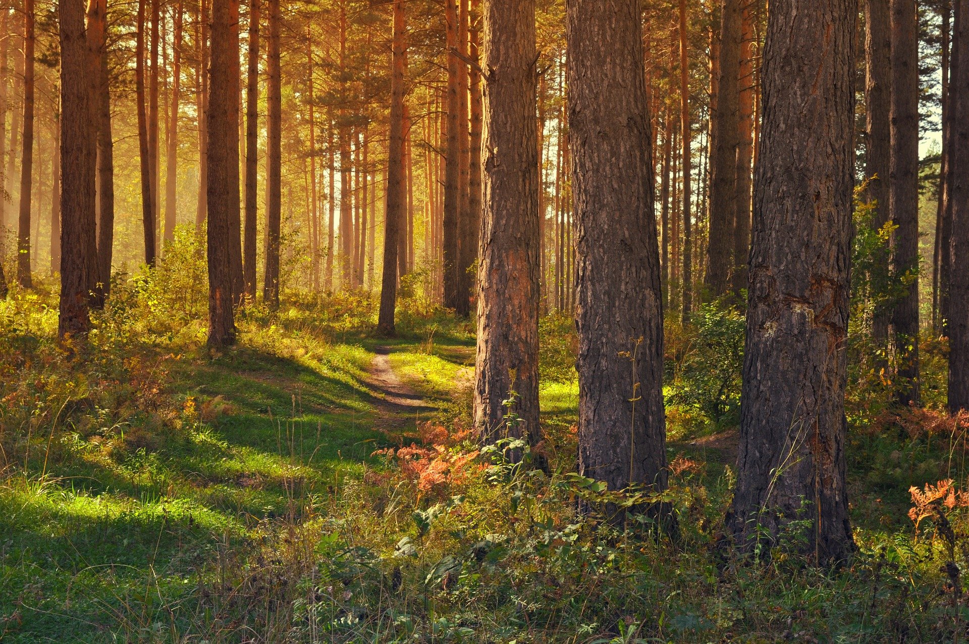 Delamere Forest Membership | Forestry England